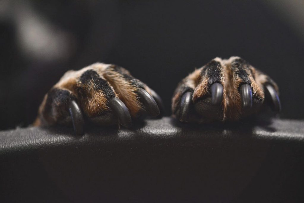 Dog paws with nails