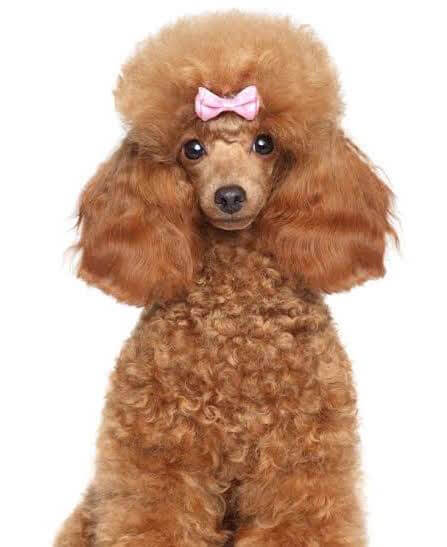 A fluffy groomed dog