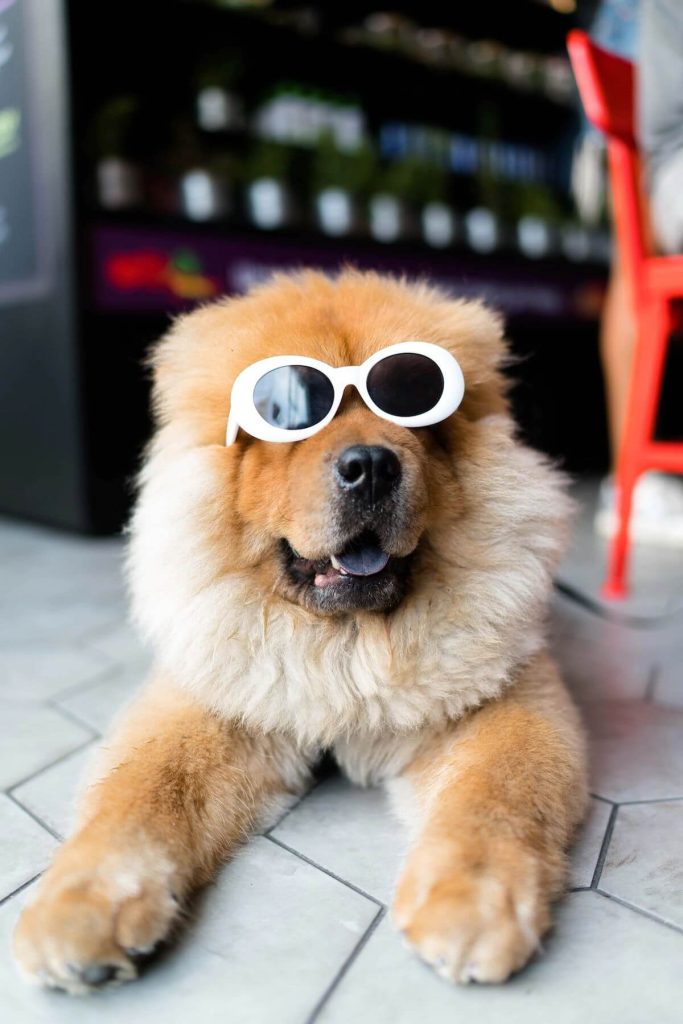 A fluffy dog with sunglasses on